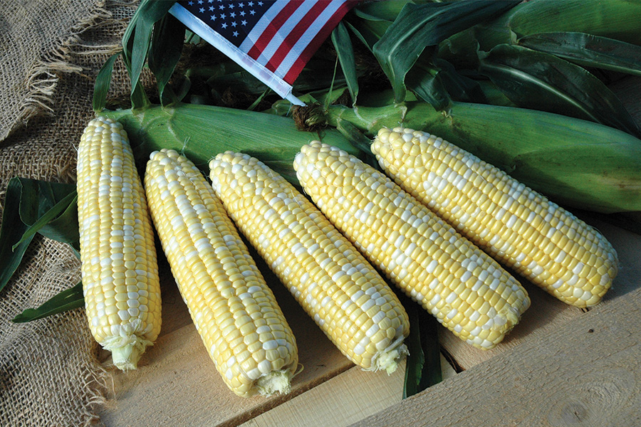 Photo of American Dream sweet corn from IFSI